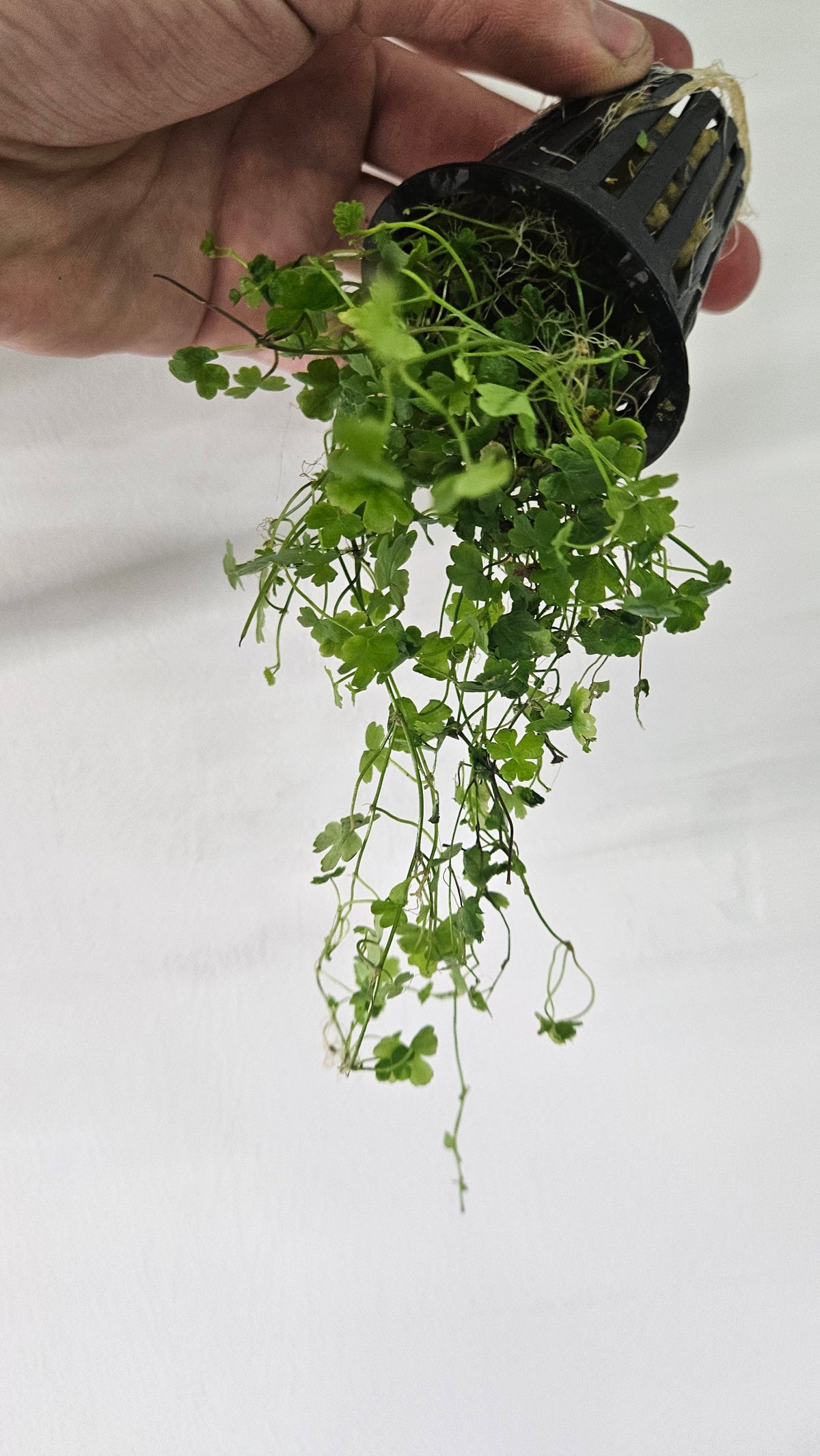 Hydrocotyle Tripartita Japan Potted
