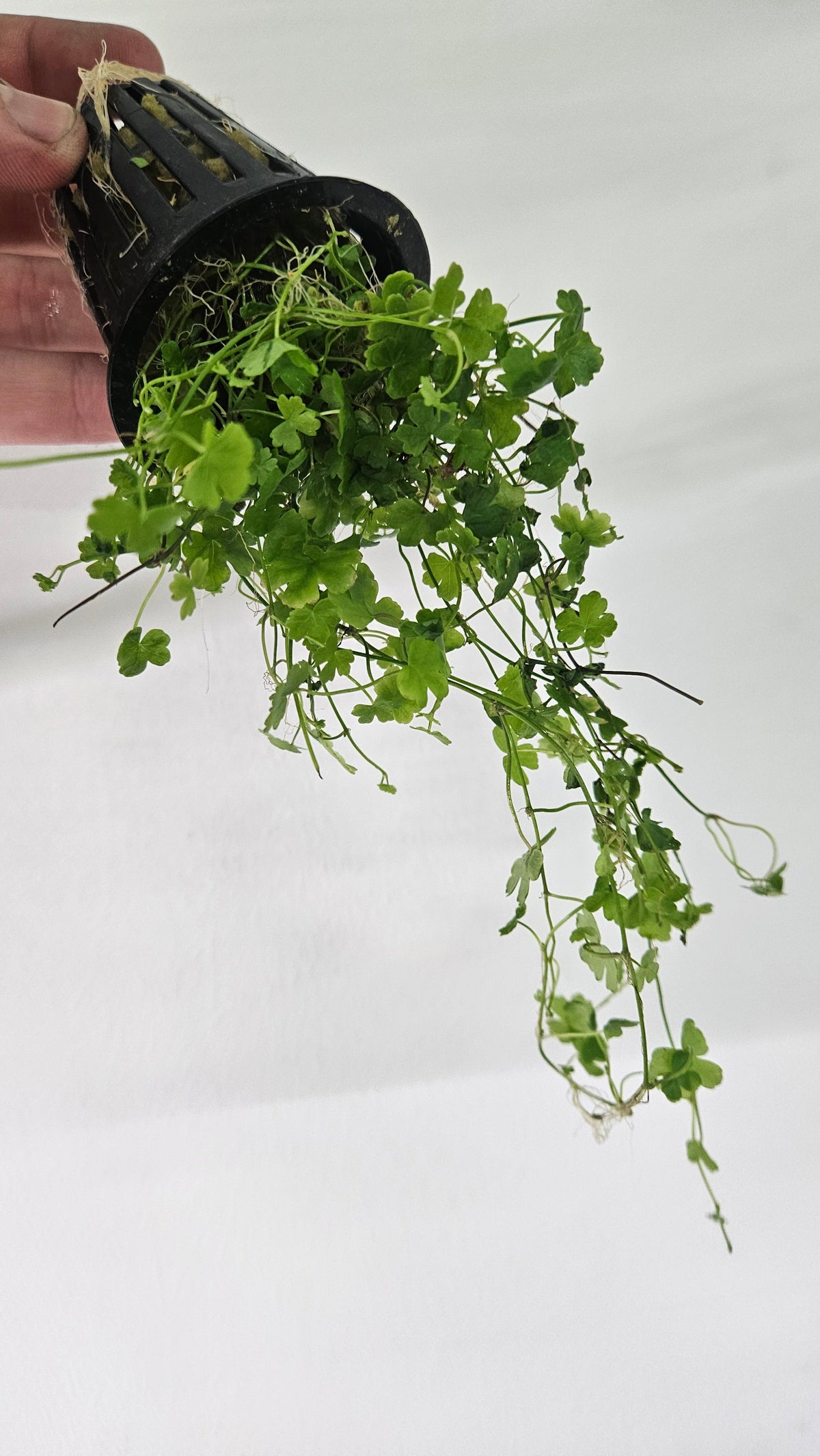 Hydrocotyle Tripartita Japan Potted