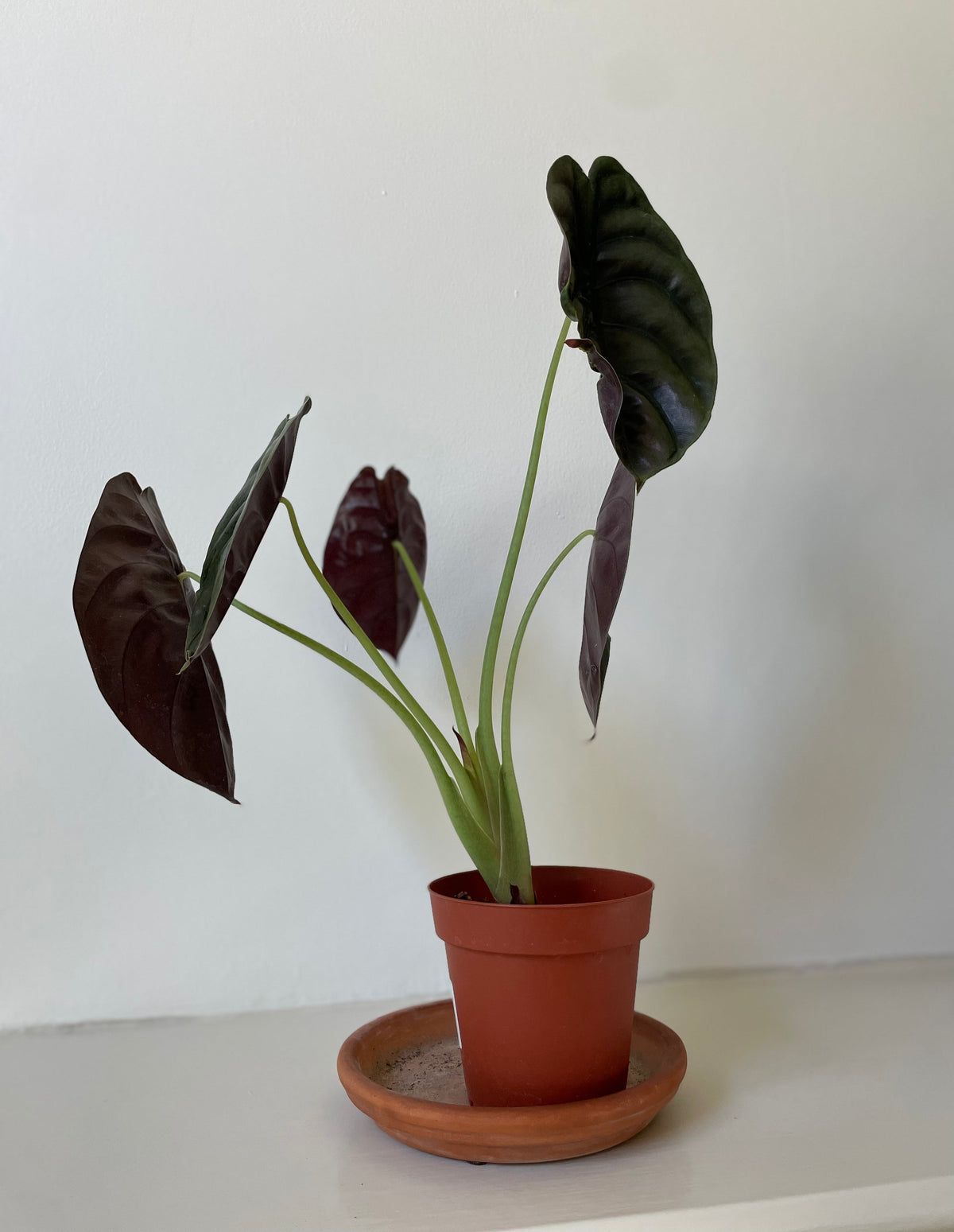 Alocasia Cuprea 'Red Secret'