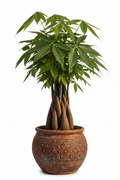 Money Tree 'Guiana Chestnut' Pachira Stump