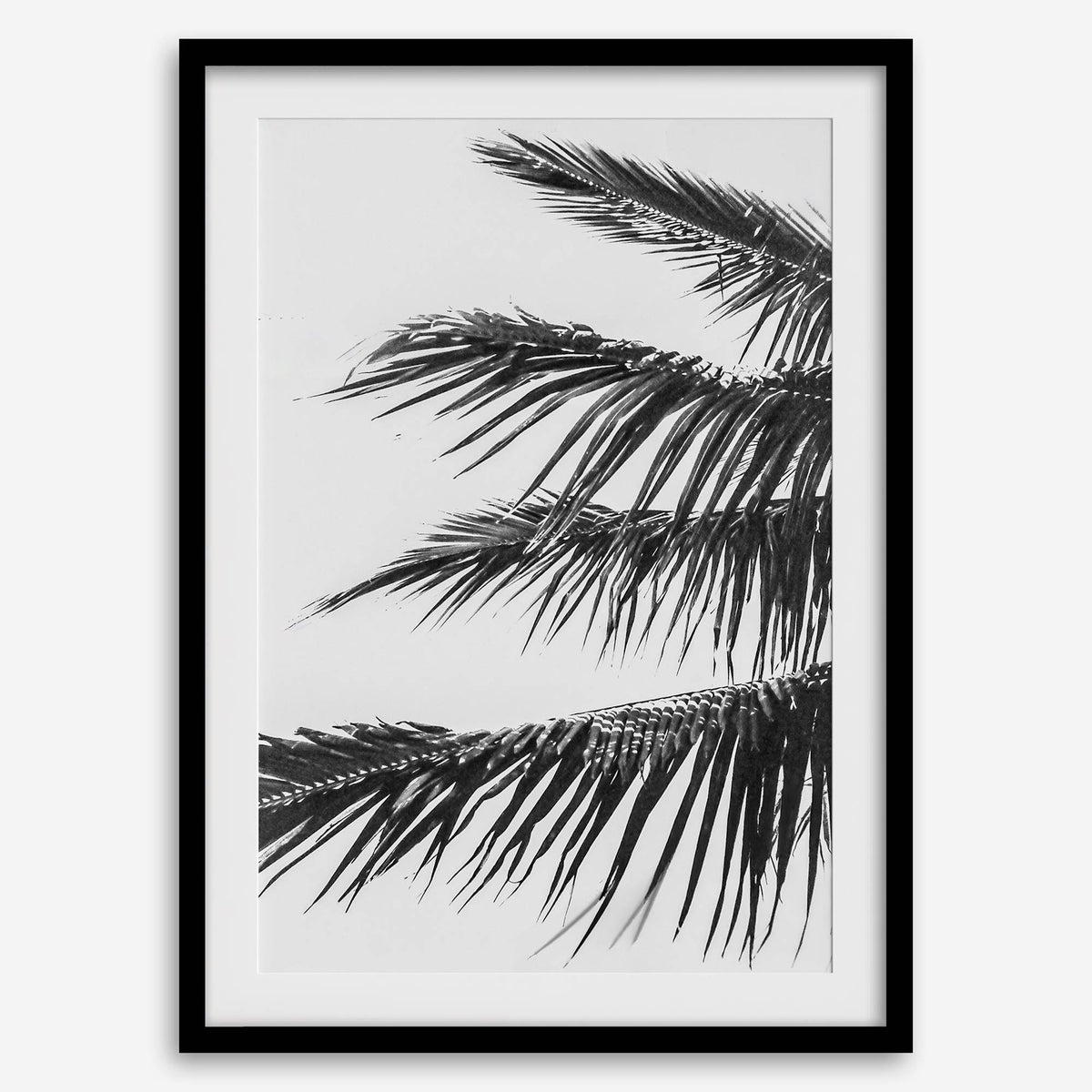 Island Fronds
