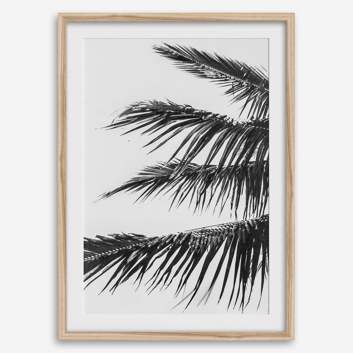 Island Fronds