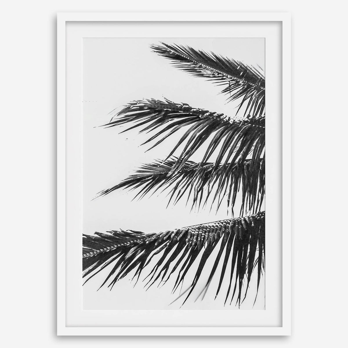 Island Fronds
