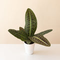 Tropical Tapestry® KuraKura™
